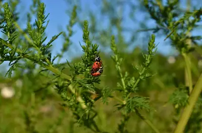 a ladybird climbing a thistle