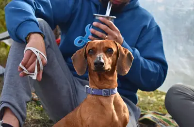 a dachshund sitting on someone's lap