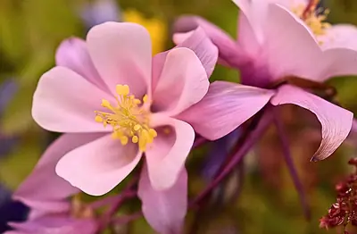 a pink columbine in close-up