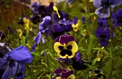 a purple and yellow pansy among the leaves