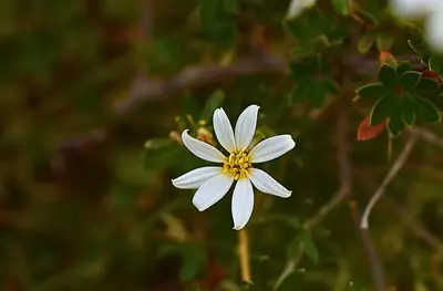 a single white daisy in the grass