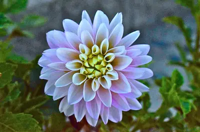 a white and violet dahlia, petal by petal