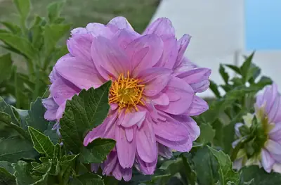 a pink dahlia opening