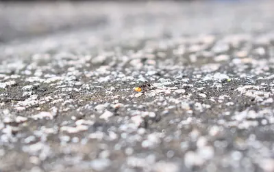 a bee crossing pale gravel