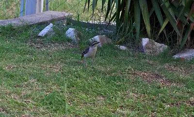 a garden of rocks and tall grasses