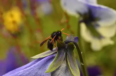 a bee landing on a bluebell