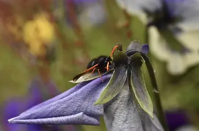 a bee hanging underneath a bluebell