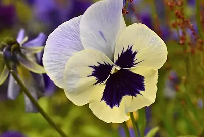 a cream and violet pansy, full frame