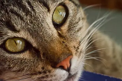 a tabby cat filling the whole frame