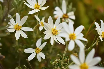 a cluster of white daisies