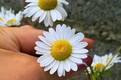 a daisy held up in her hand