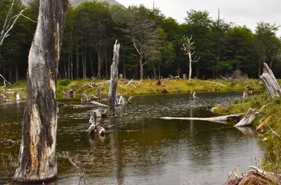 dead trees standing in a still lagoon