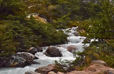 a stream falling away through the forest