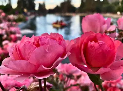 pink peonies in full bloom
