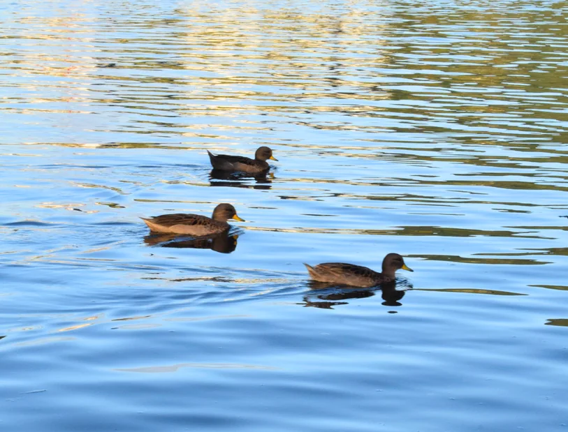 Three ducks swimming apart on rippled blue water at Carlos Paz, the far bank reflected in gold across the top of the frame.
